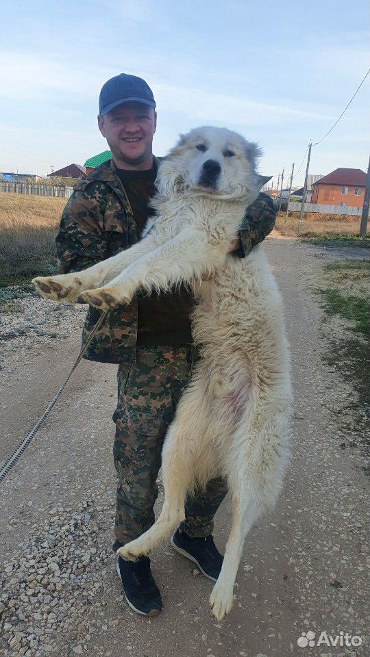 Собака вязка,случка купить на Зозу.ру - фотография № 1