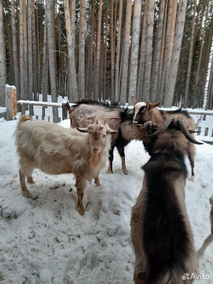 Козы, козлы, козлики купить на Зозу.ру - фотография № 10