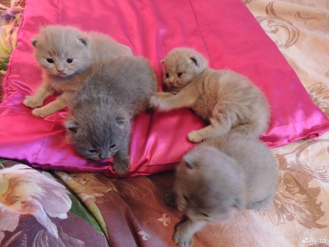 Шотландские, клубные котятки-ребятки купить на Зозу.ру - фотография № 4