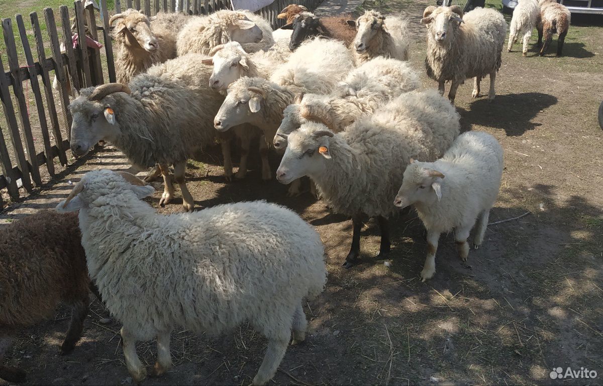 Овцы (бараны) на племя купить на Зозу.ру - фотография № 1