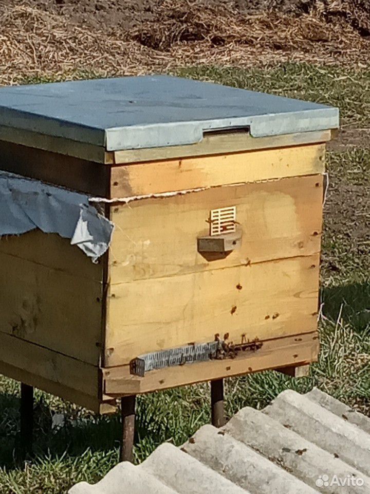 Пчёлы,улей купить на Зозу.ру - фотография № 1