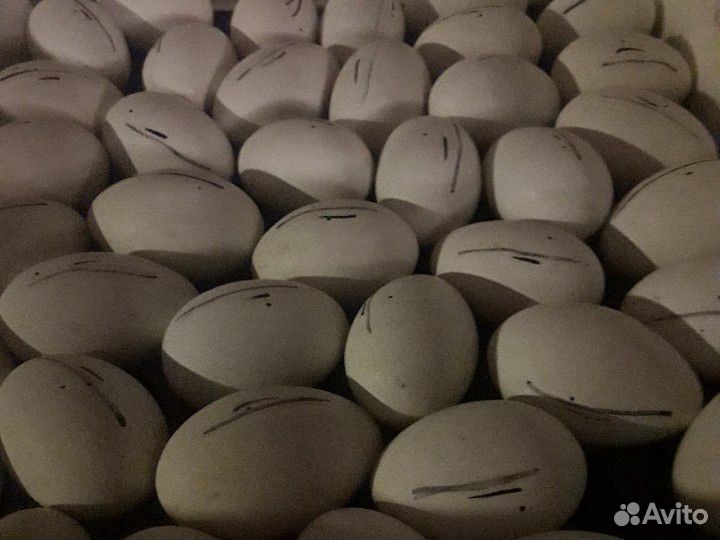 Гусиное яйцо(инкубационное) купить на Зозу.ру - фотография № 1