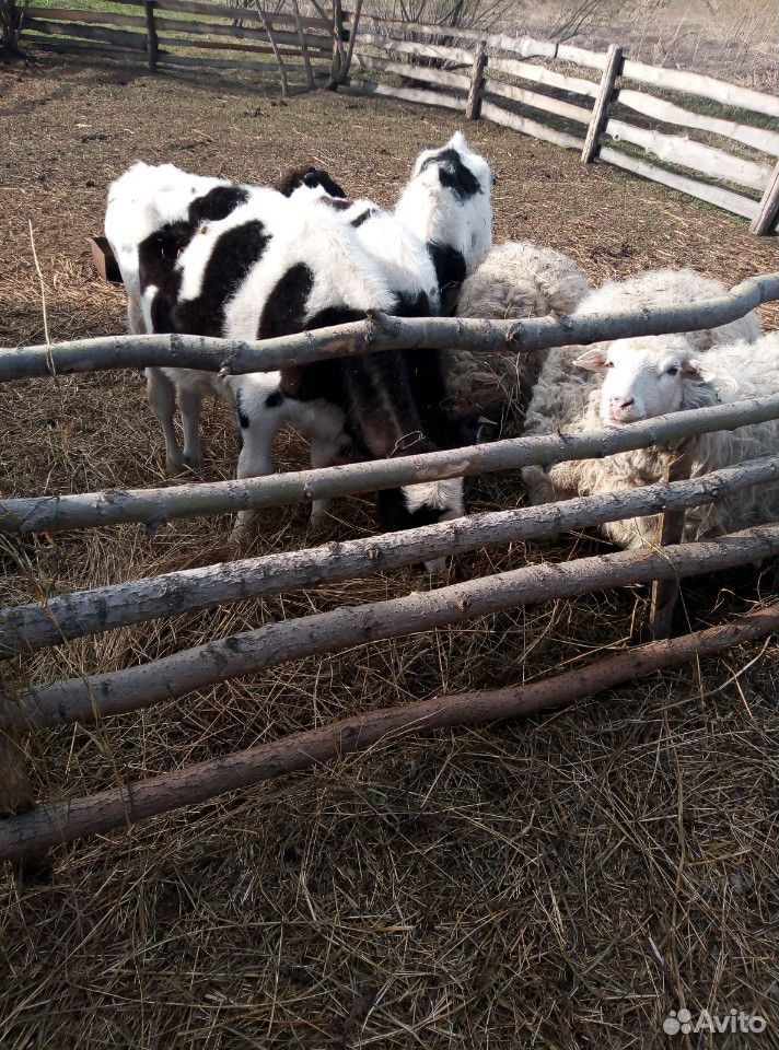 Телята, поросят, овечки с ягнятами купить на Зозу.ру - фотография № 1