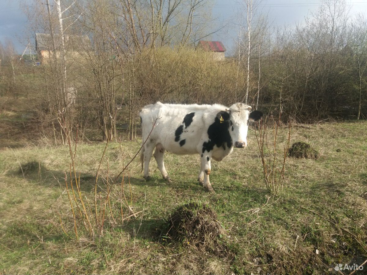Корова, теленок, бык купить на Зозу.ру - фотография № 5