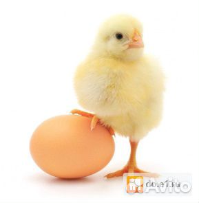 Инкубационое яйцо купить на Зозу.ру - фотография № 1