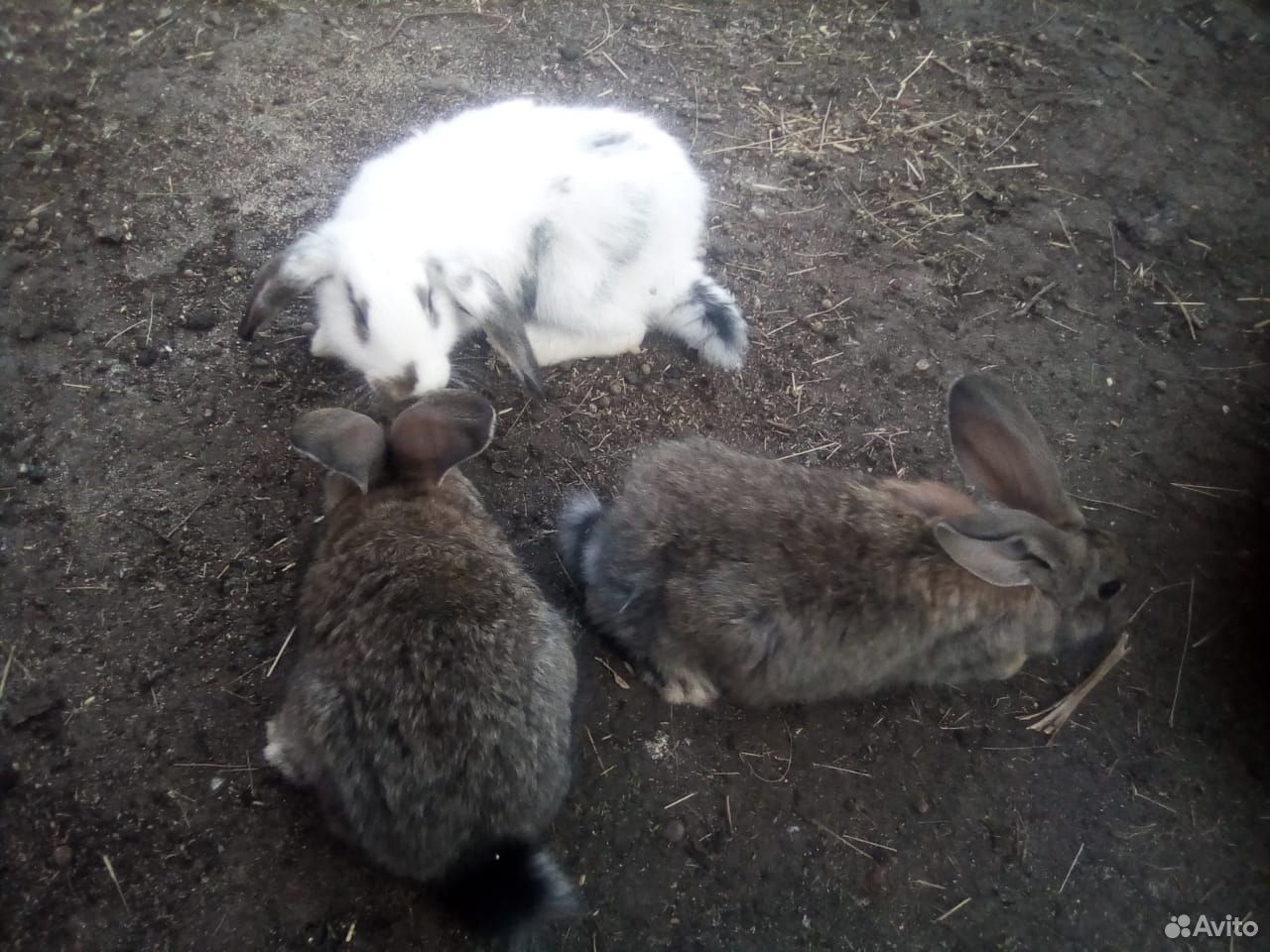 Кролики молодняк купить на Зозу.ру - фотография № 2