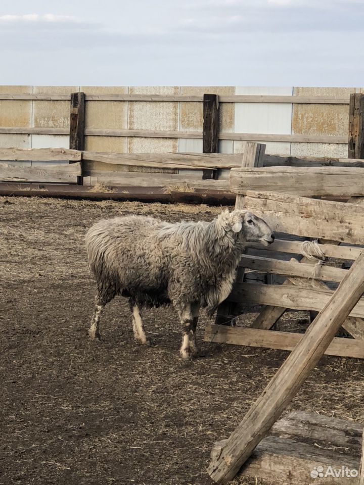 Овцы бараны ягнята купить на Зозу.ру - фотография № 5