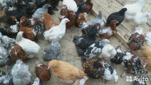 Цыплята красивые, от домашних кур купить на Зозу.ру - фотография № 1