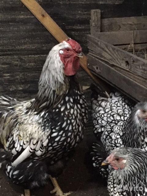 Куриные инкубационные яйца купить на Зозу.ру - фотография № 4