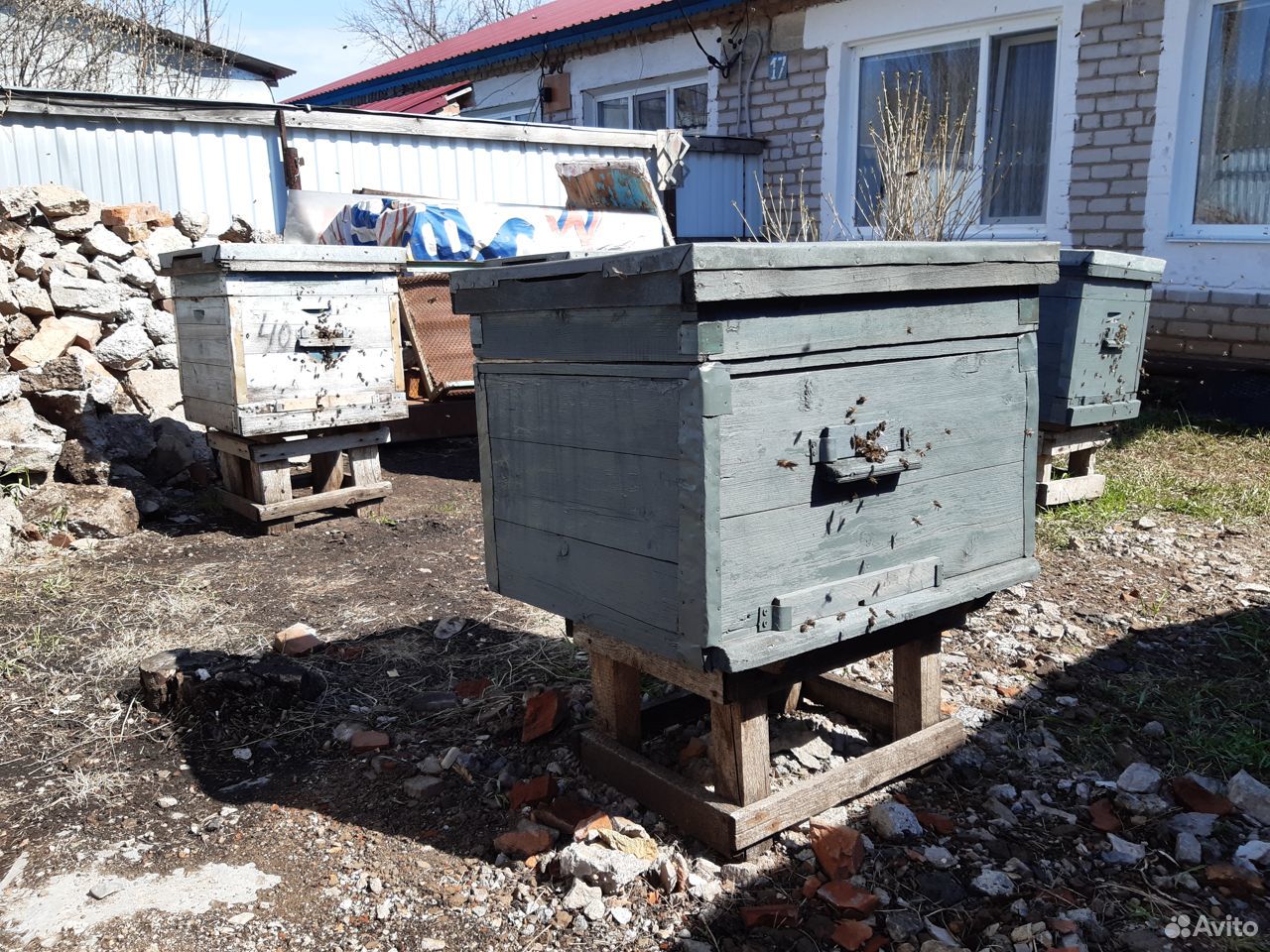 Пчелосемьи купить на Зозу.ру - фотография № 8
