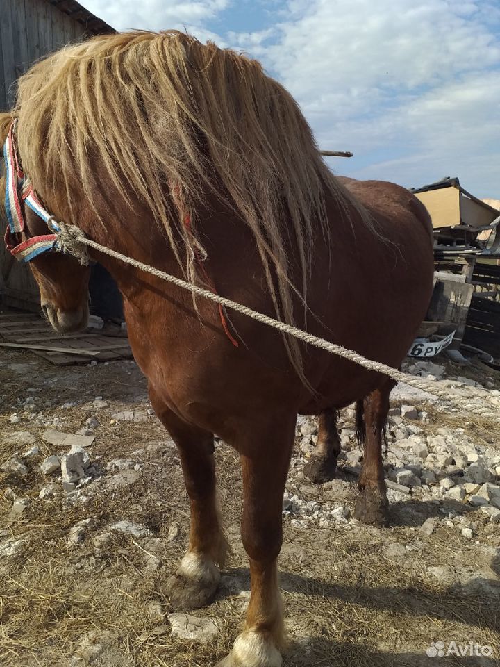 Продаются лошади купить на Зозу.ру - фотография № 10
