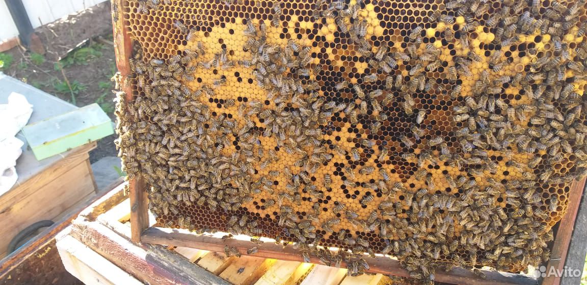 Пчёлы. Пчёло семьи купить на Зозу.ру - фотография № 1