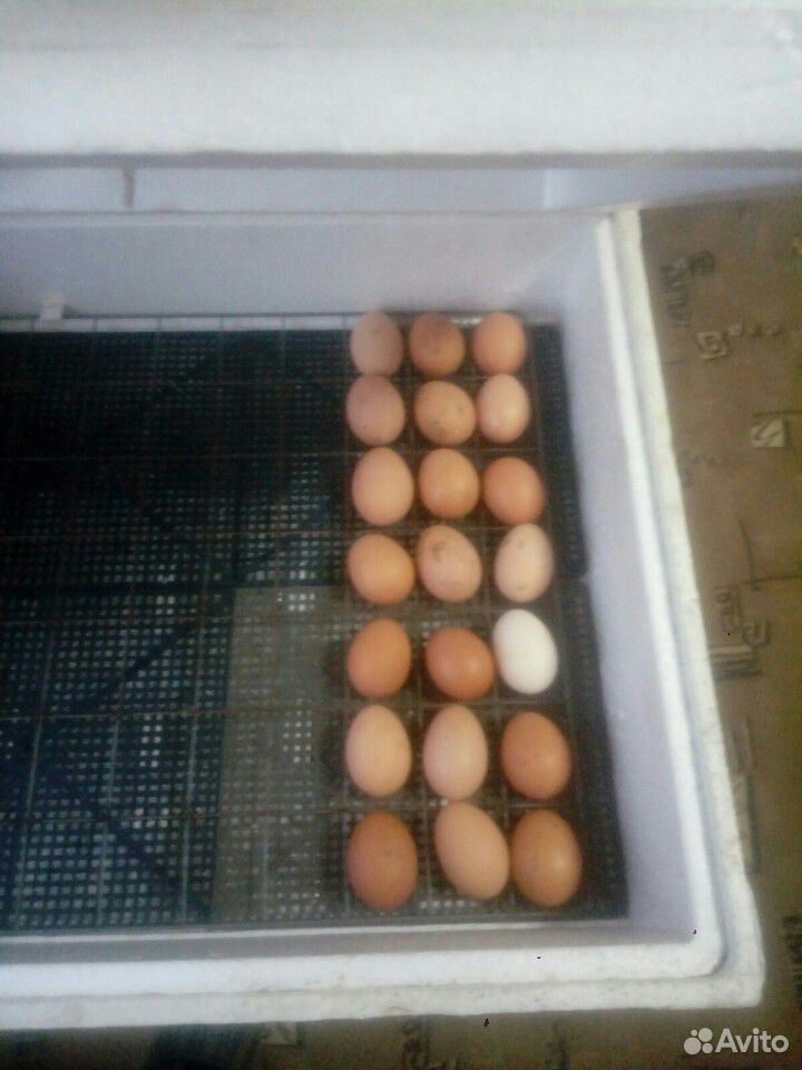 Яйцо инкубационое ломен браун и домашней наседки купить на Зозу.ру - фотография № 1