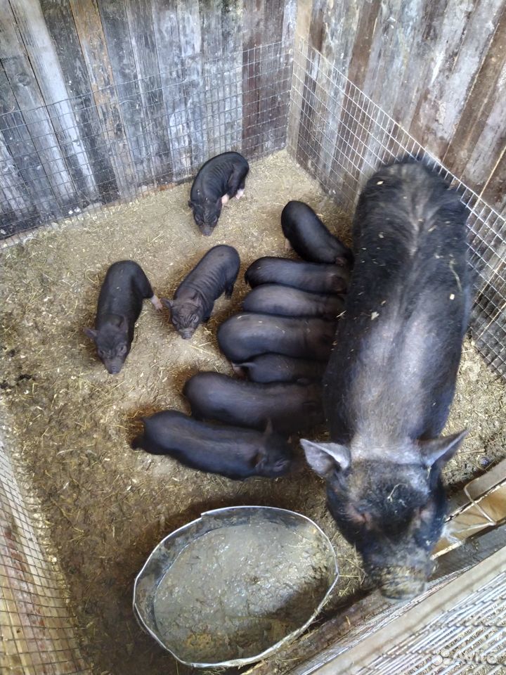 Вьетнамские свиньи, козлята купить на Зозу.ру - фотография № 3