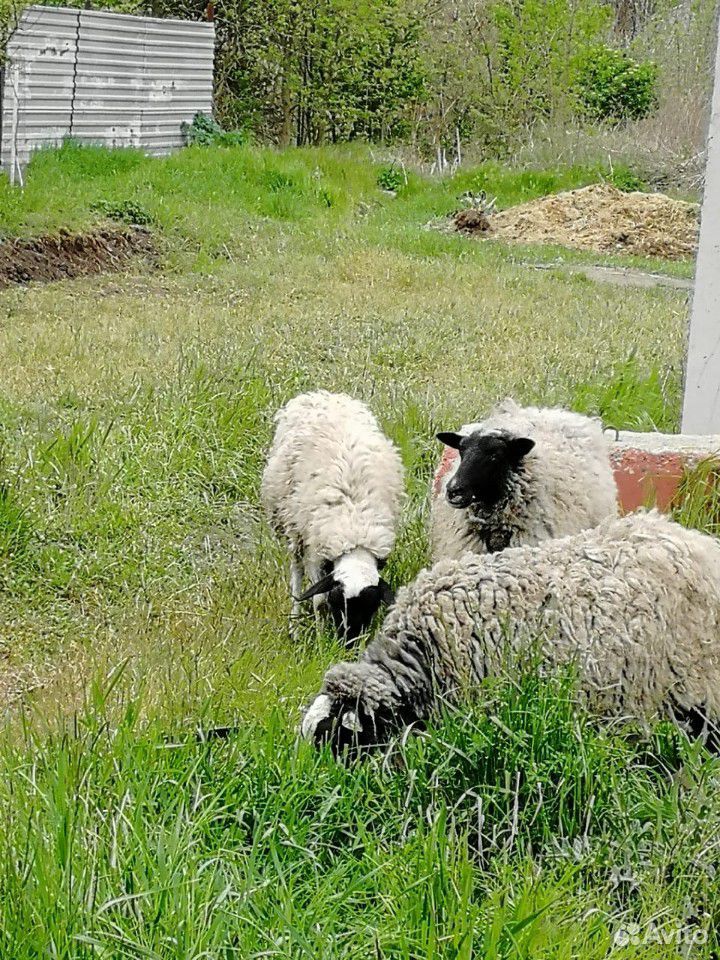 Баран Дорпер и Романовские овцы купить на Зозу.ру - фотография № 6