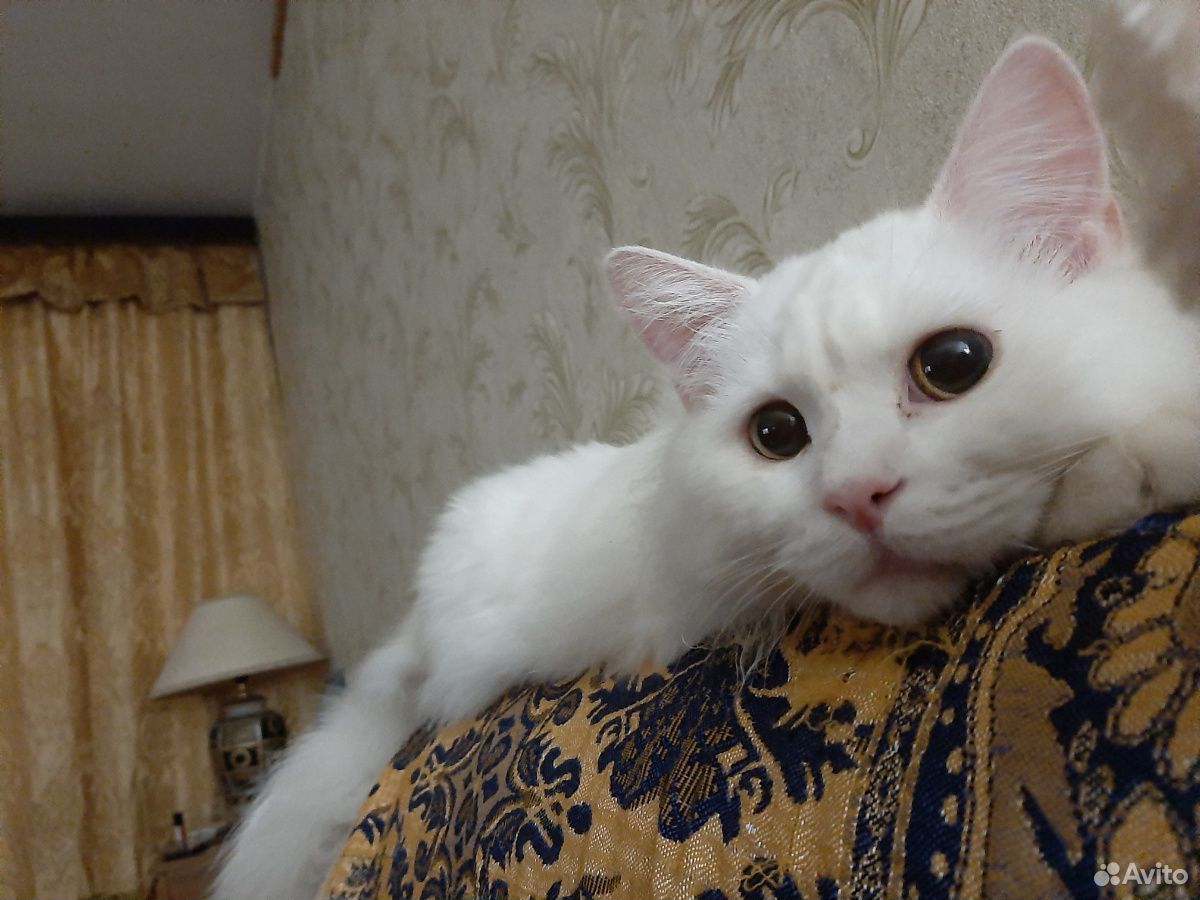 Шотландский кот приглашает на вязку купить на Зозу.ру - фотография № 2