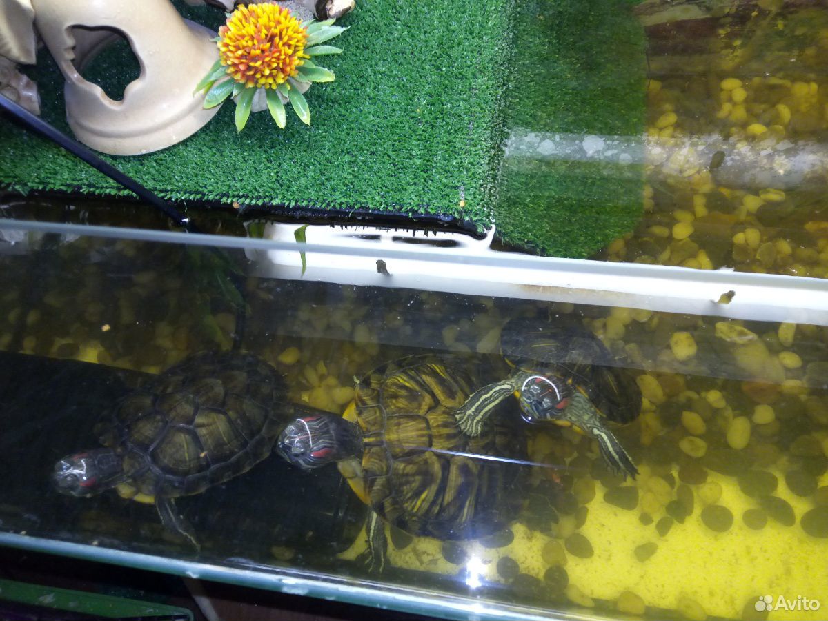 Продаётся большой аквариум с тремя черепашками купить на Зозу.ру - фотография № 3