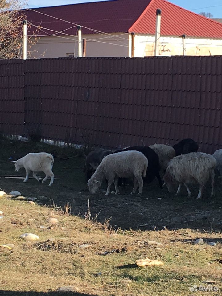 4 Овцы и 8 ягнят купить на Зозу.ру - фотография № 1