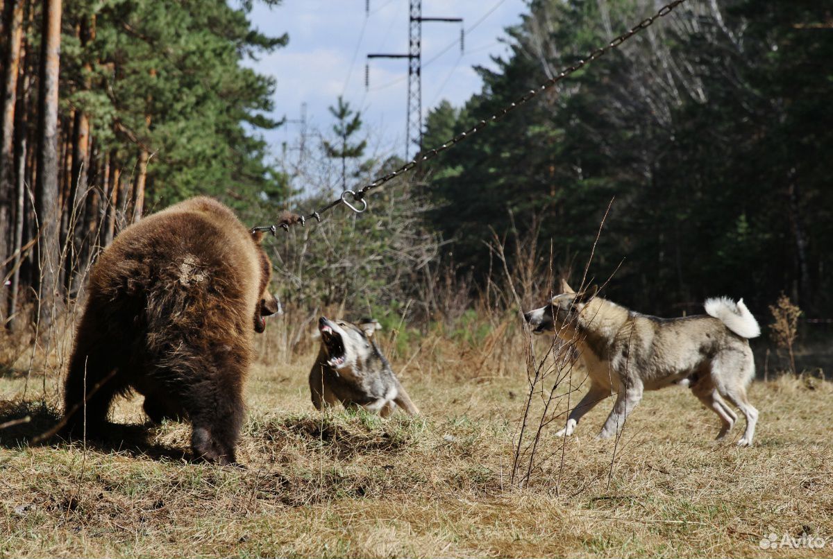 Охота в сибири с лайками на медведя