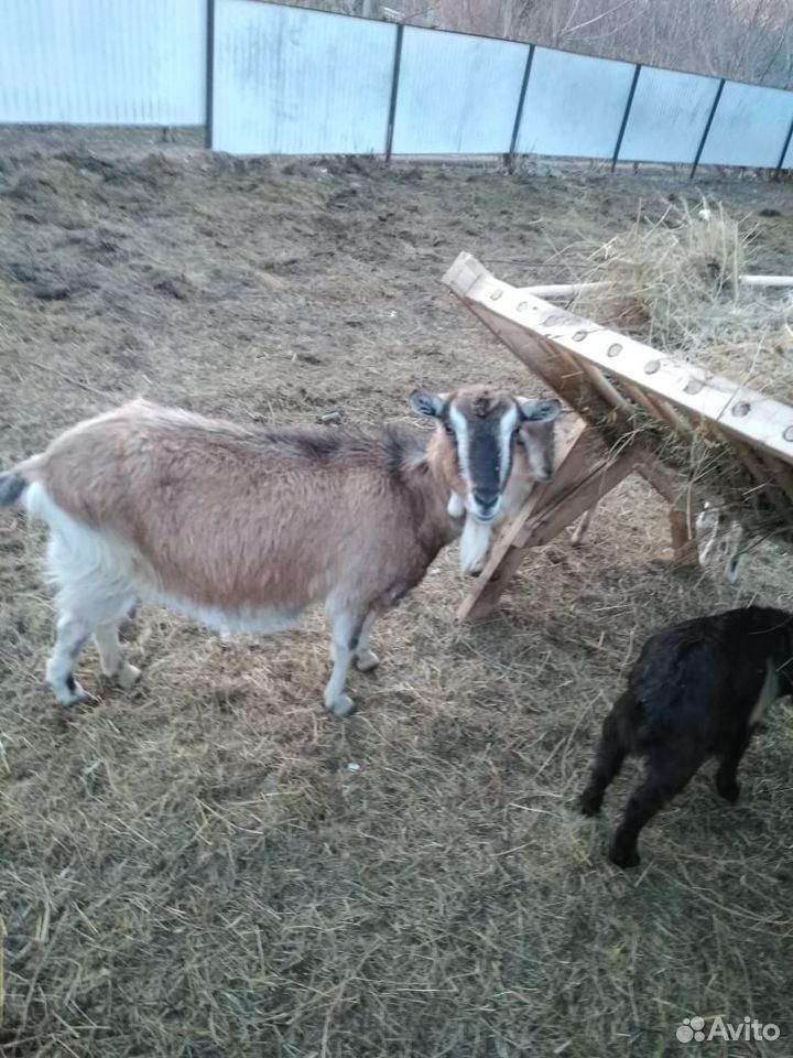 Продаются альпийские козы и козлы купить на Зозу.ру - фотография № 5