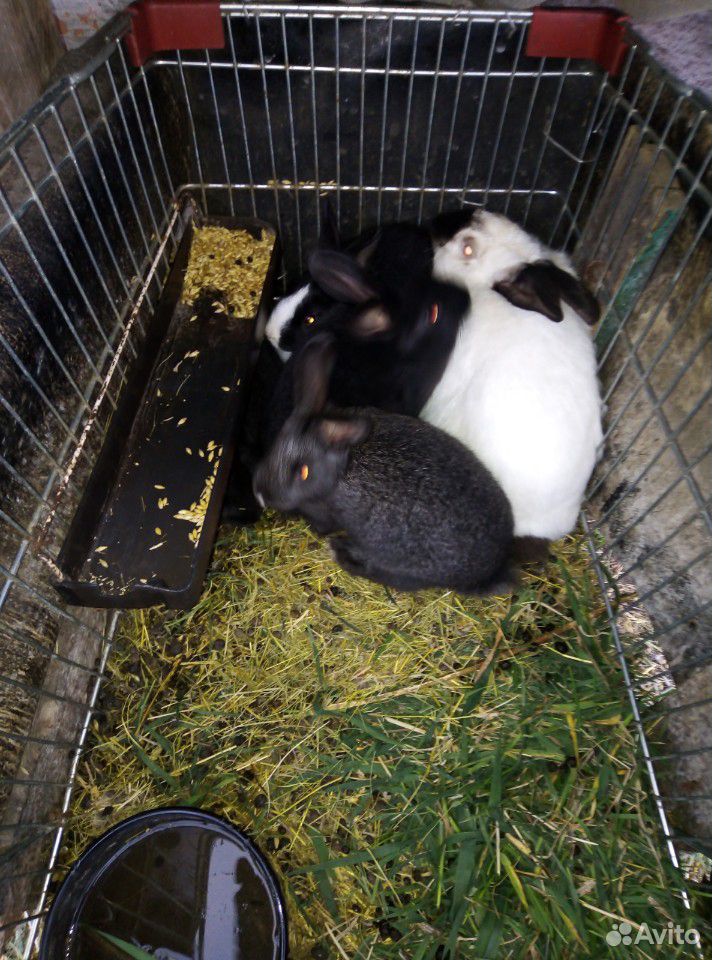 Кролики купить на Зозу.ру - фотография № 6