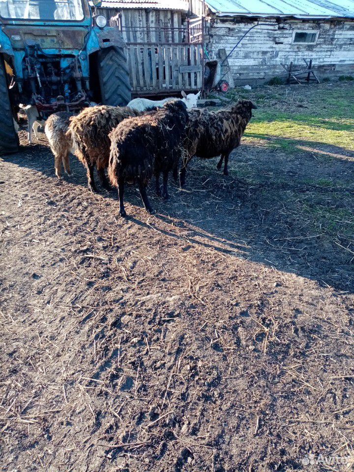 Баран, овцы козы купить на Зозу.ру - фотография № 1