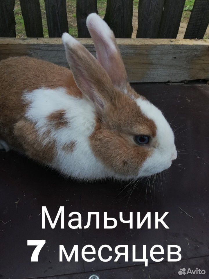 Полумясные кролики купить на Зозу.ру - фотография № 1