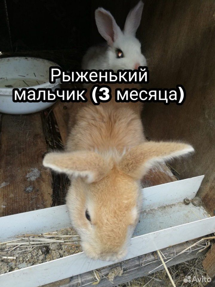 Полумясные кролики купить на Зозу.ру - фотография № 2