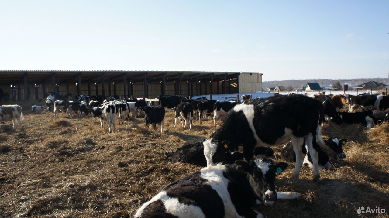 Коровы, нетеля, телки купить на Зозу.ру - фотография № 5