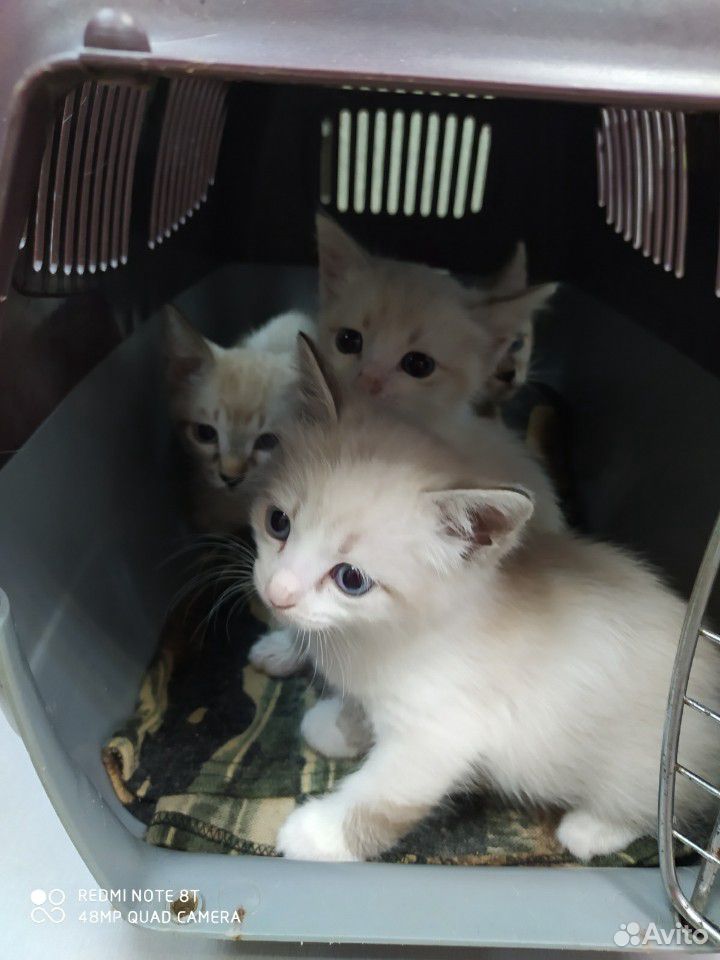 Котята тайские купить на Зозу.ру - фотография № 7