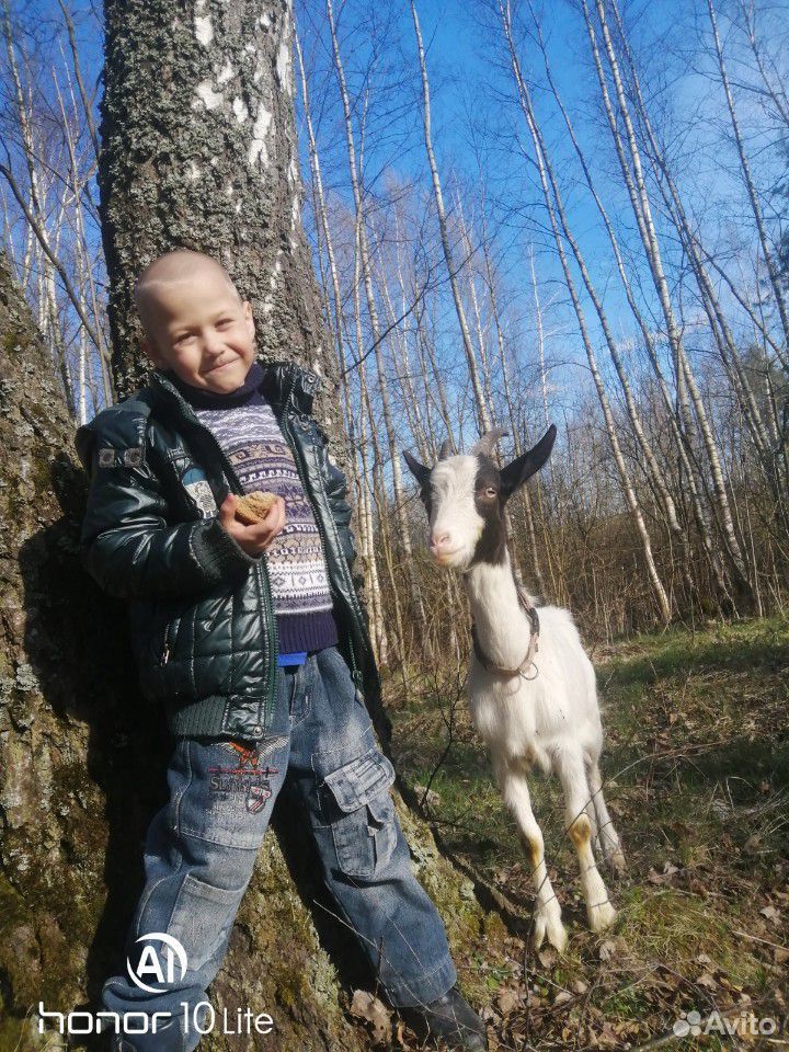 Коза купить на Зозу.ру - фотография № 1