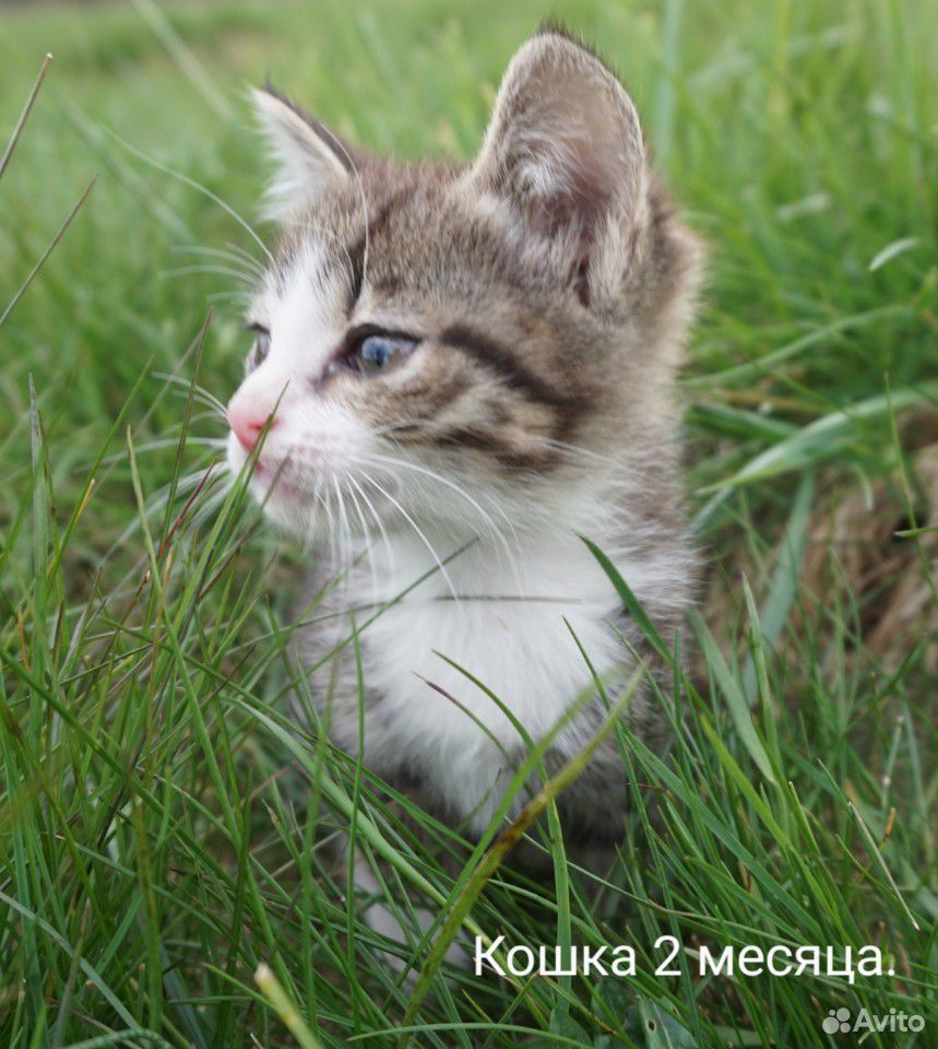 Кошки купить на Зозу.ру - фотография № 4