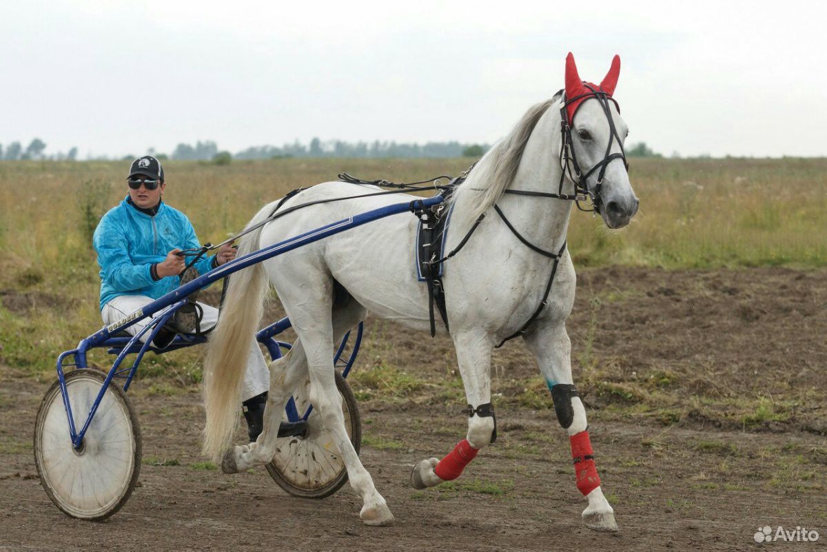 Купить Орловского Рысака В России На Авито