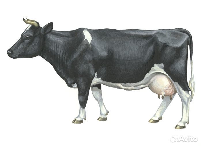 Корова черно пестрая купить на Зозу.ру - фотография № 1