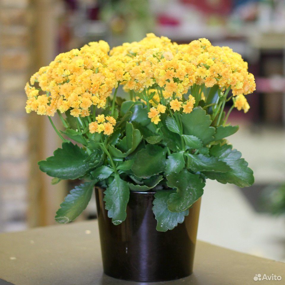 Каланхоэ и много других цветов купить на Зозу.ру - фотография № 4