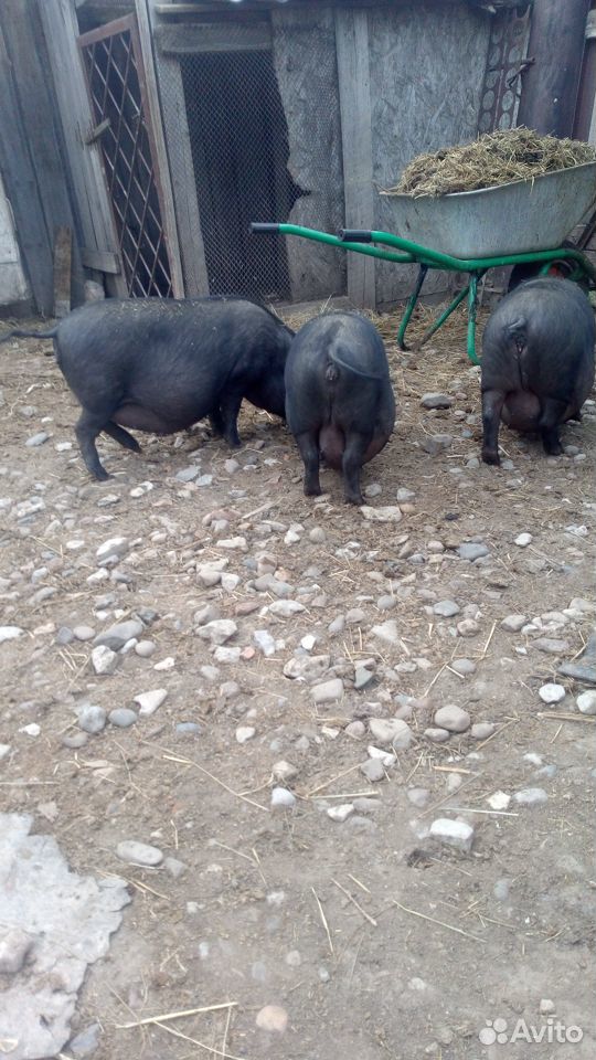 Продам вьетнамских свинок купить на Зозу.ру - фотография № 3