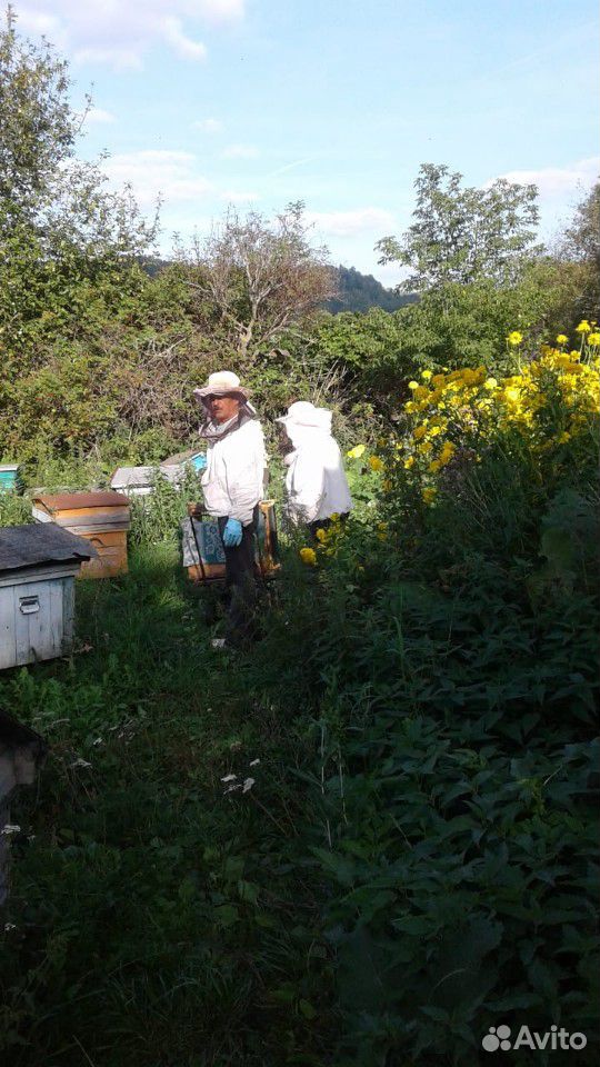 Пчелы семья купить на Зозу.ру - фотография № 1