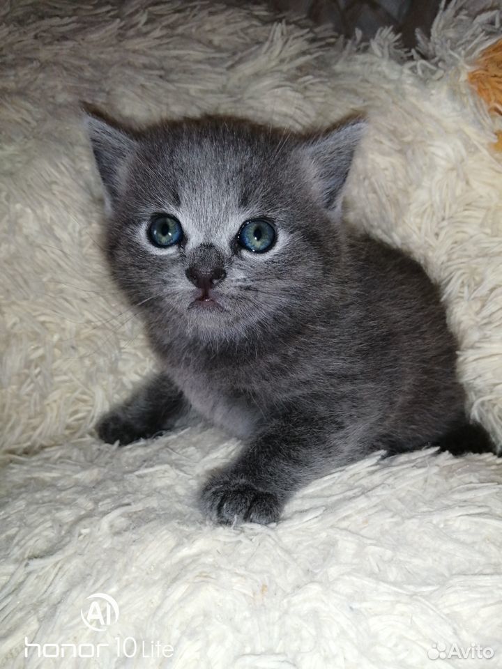 Продаётся котёнок от британской кошки купить на Зозу.ру - фотография № 1