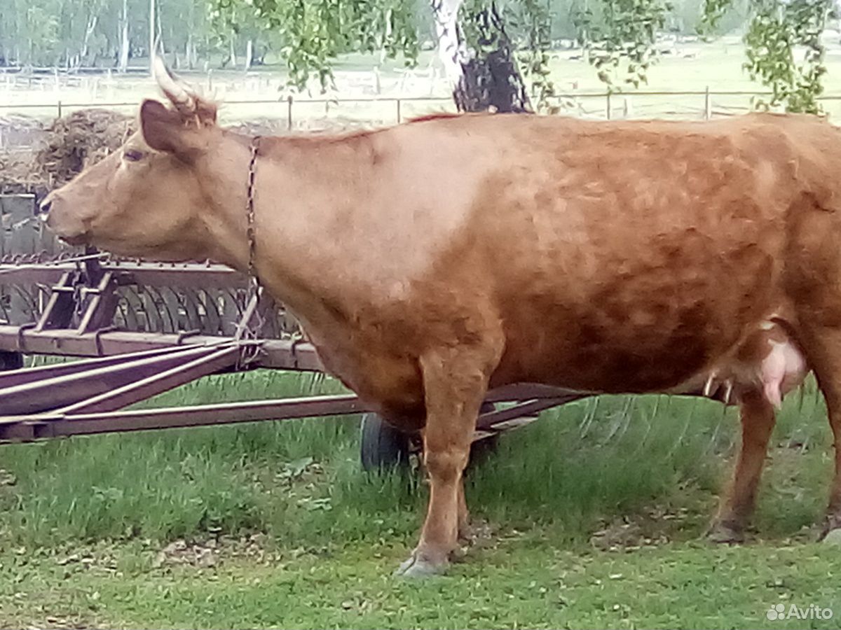 Продается Корова+телёнок купить на Зозу.ру - фотография № 3
