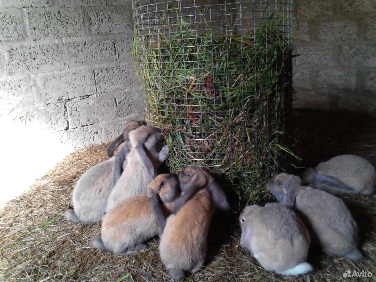 Кролики породы Французский баран купить на Зозу.ру - фотография № 3