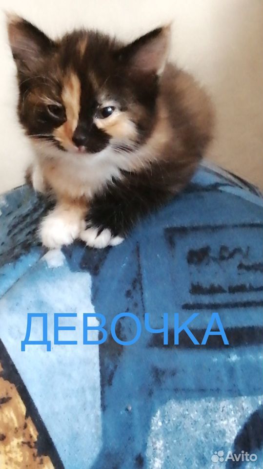 Отдам котят в добрые руки купить на Зозу.ру - фотография № 6