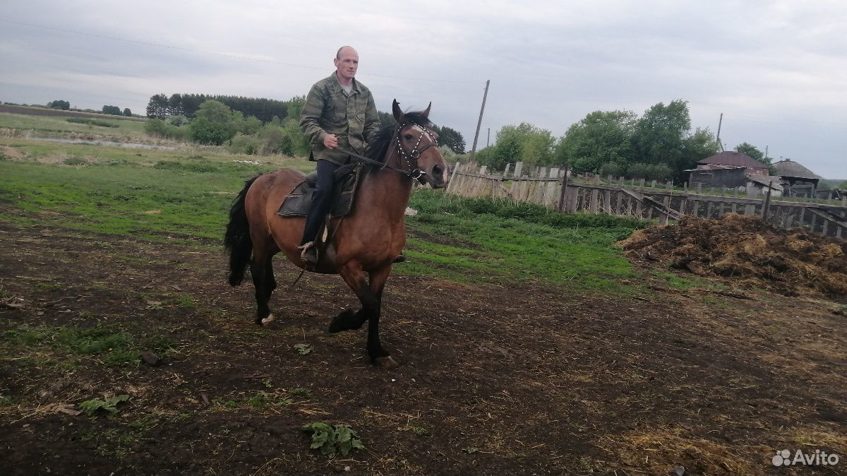 Лошади купить на Зозу.ру - фотография № 3