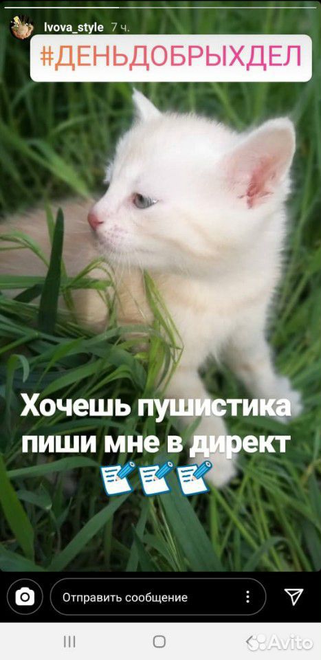 Котятки с доставочкой купить на Зозу.ру - фотография № 3