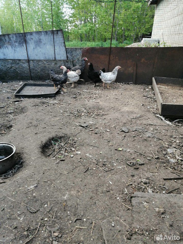 Птица домашняя яйцо инкубационное и цыплят купить на Зозу.ру - фотография № 2