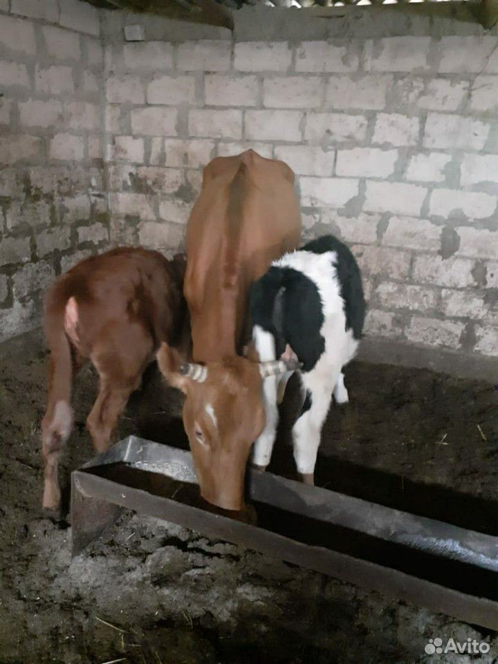 Коровы с телятами купить на Зозу.ру - фотография № 5