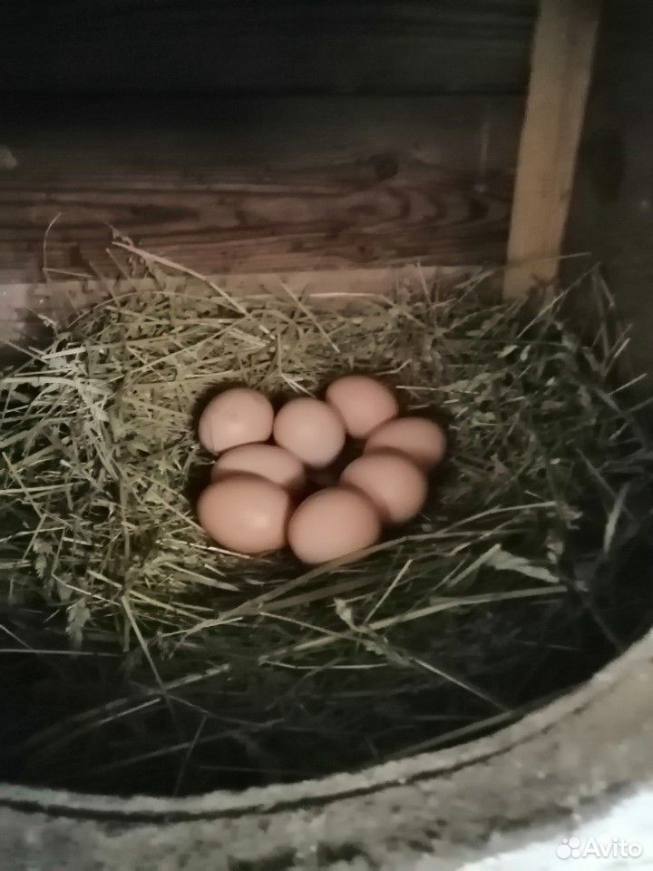 Птица домашняя яйцо инкубационное и цыплят купить на Зозу.ру - фотография № 8