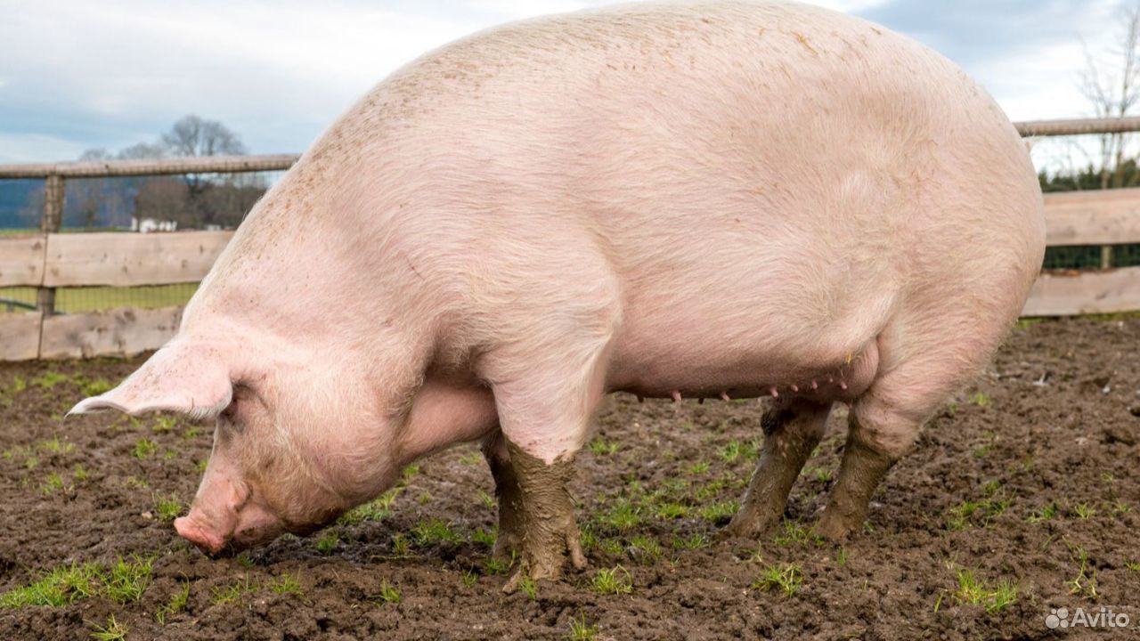 Мясо свиньи купить на Зозу.ру - фотография № 1