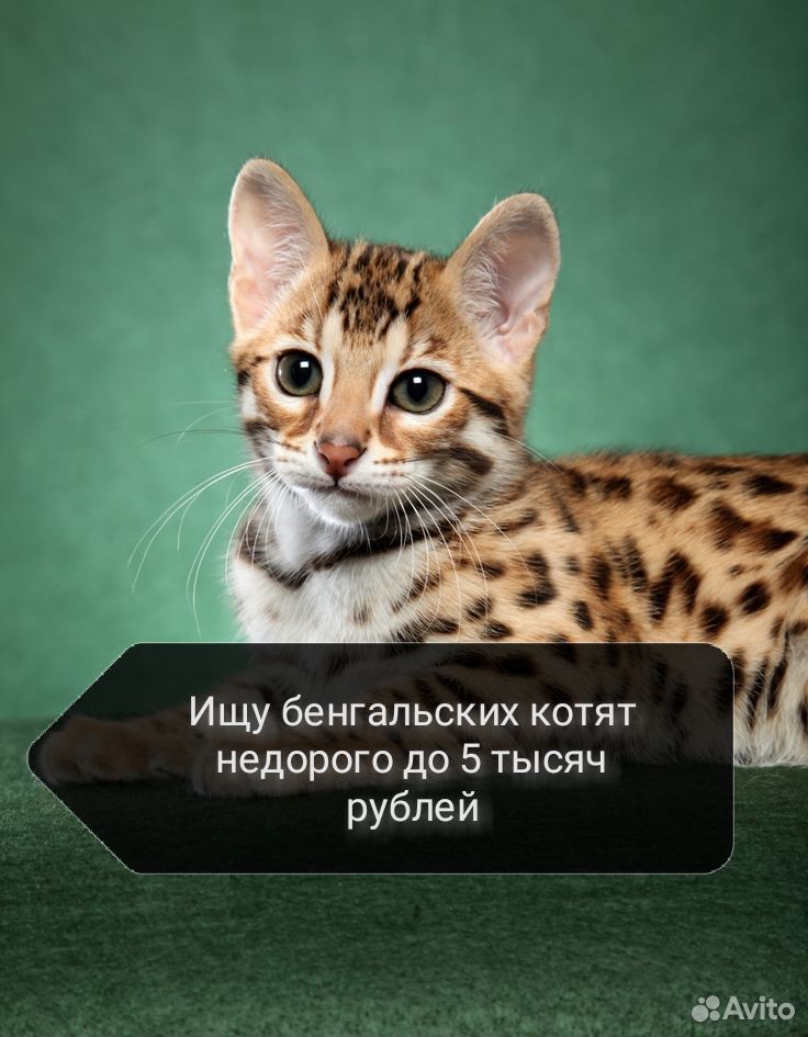 Ищу бенгальских котят