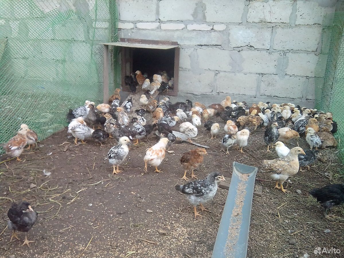 Цыплята купить на Зозу.ру - фотография № 1