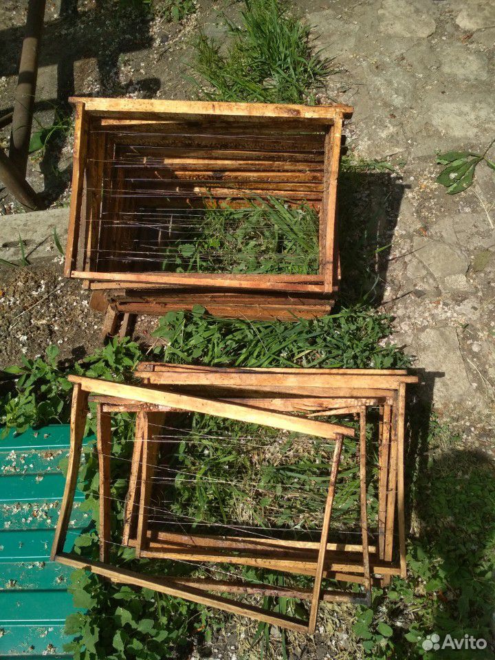 Пчелы отводки, 3+1, помесь Бакфаст с местными зимо купить на Зозу.ру - фотография № 4